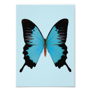 Peacock Royal Photo Print