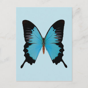 Peacock Royal Postcard