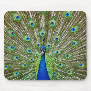 Peacock showing its feathers mouse mat