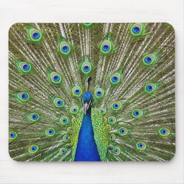 Peacock showing its feathers mouse mat (Front)