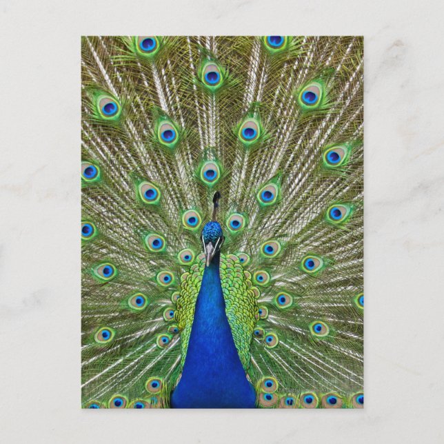 Peacock showing its feathers postcard (Front)