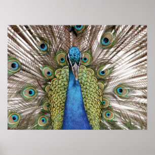 Peacock showing off for visitors poster