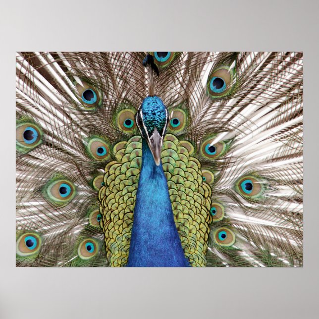Peacock showing off for visitors poster (Front)