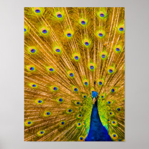 Peacock, Silver Falls, Kauai, Hawaii Vertical Poster