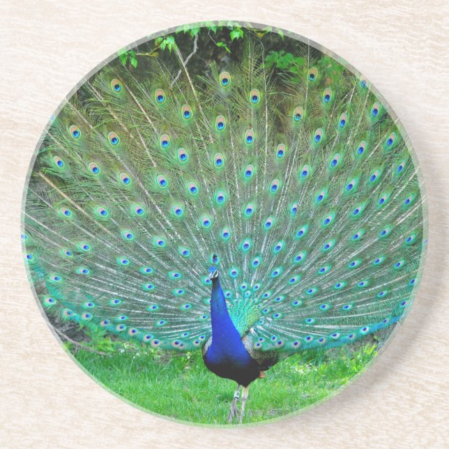 Peacock Slight Coaster (Front)