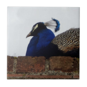 Peacock Small (4.25" x 4.25") Ceramic Photo Tile