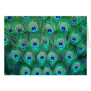 Peacock Splendour
