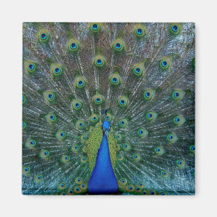 Peacock, square magnet
