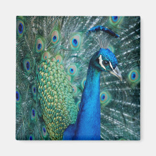 Peacock, square magnet
