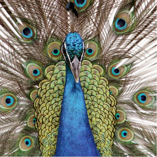 Peacock Standing Photo Sculpture (Front)