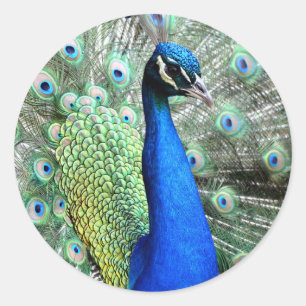 Peacock Stickers