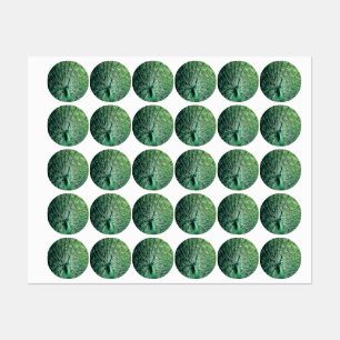 Peacock Strut