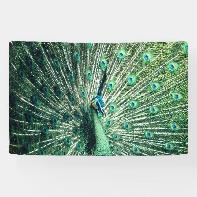 Peacock Strut  Banner (Horizontal)