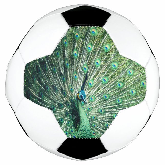 Peacock Strut  Football (Front)