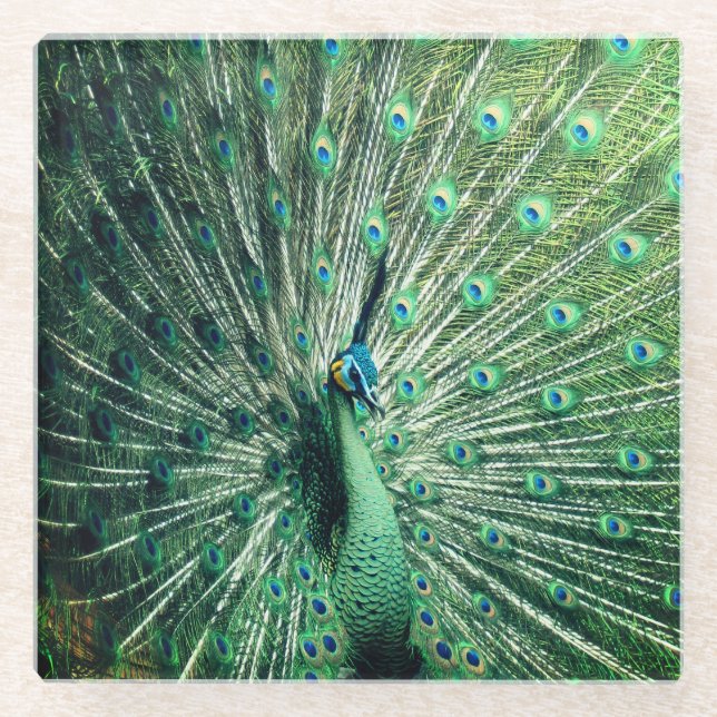 Peacock Strut  Glass Coaster (Front)