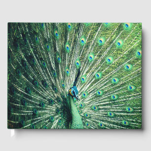 Peacock Strut  Guest Book