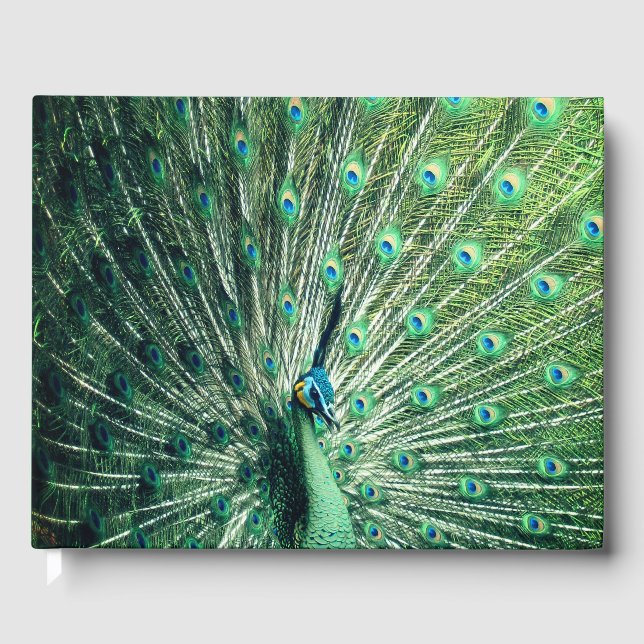 Peacock Strut  Guest Book (Front)