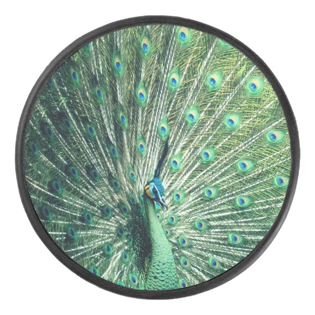 Peacock Strut  Hockey Puck (Front)