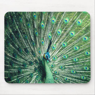 Peacock Strut  Mouse Mat