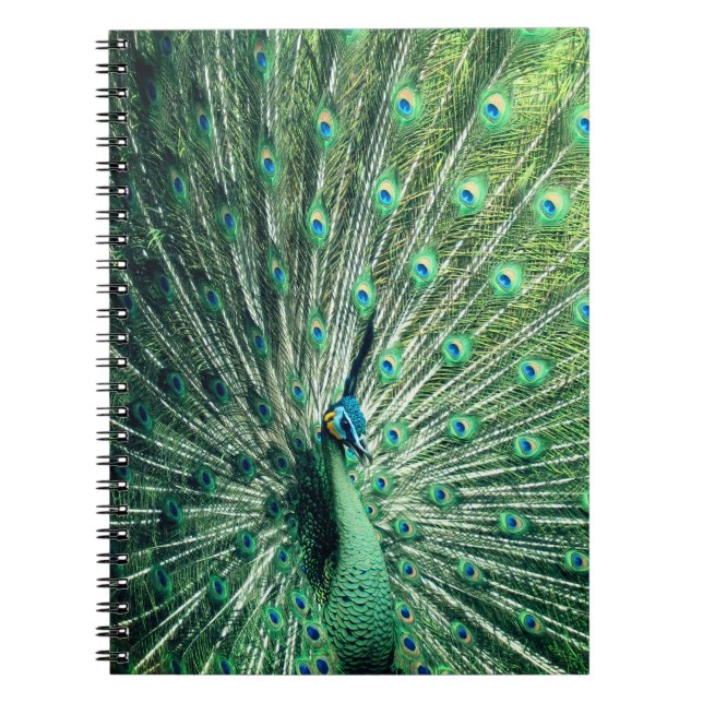 Peacock Strut  Notebook (Front)
