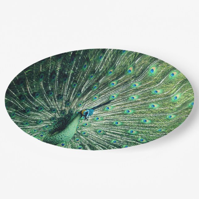 Peacock Strut  Paper Plate (Angled)
