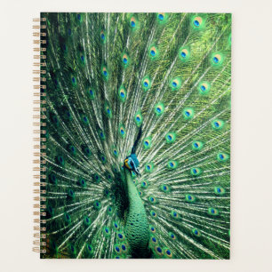 Peacock Strut Planner