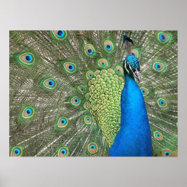 Peacock Strut Print (Front)