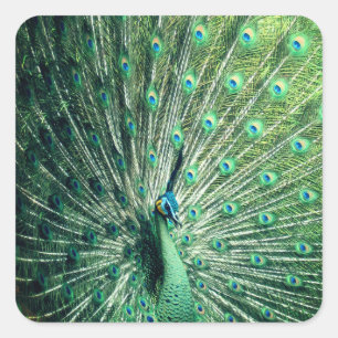 Peacock Strut  Square Sticker