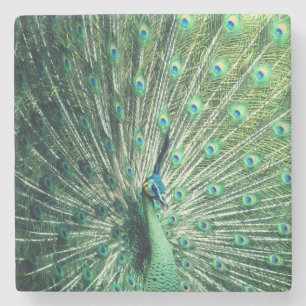 Peacock Strut Stone Coaster
