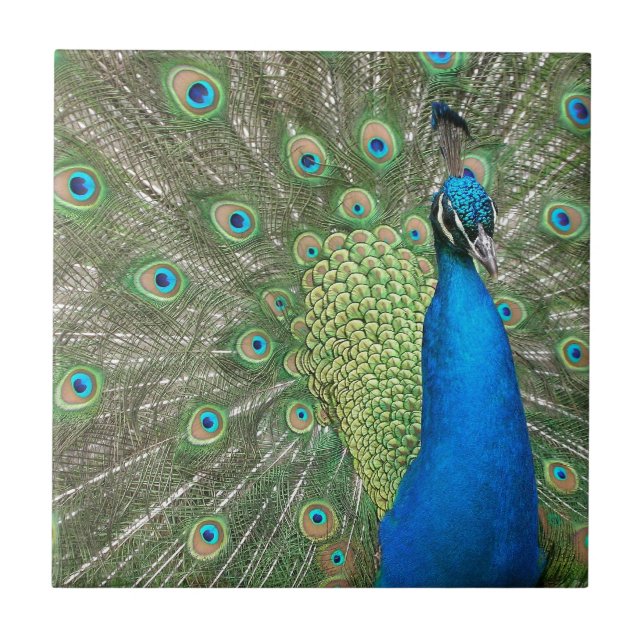 Peacock Strut Tile (Front)