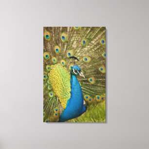 Peacock strutting canvas print