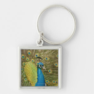 Peacock strutting key ring