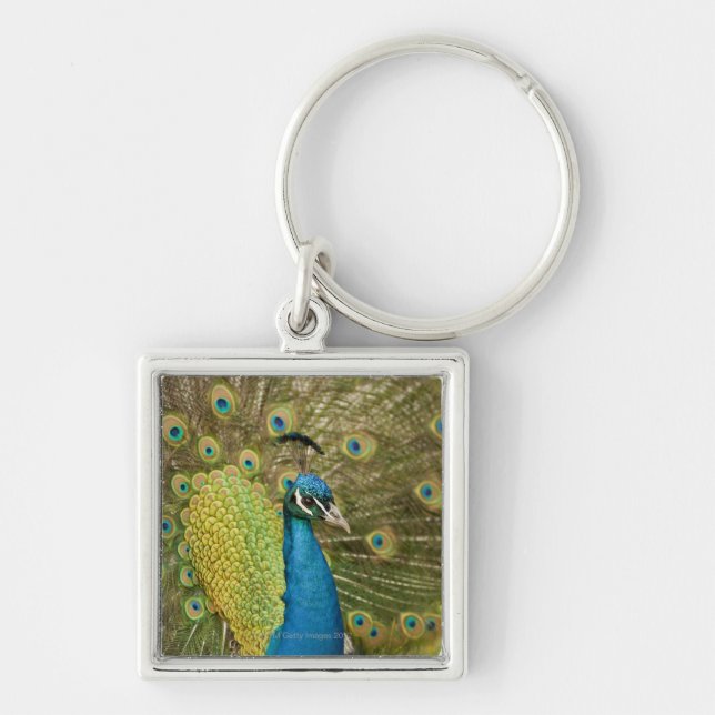 Peacock strutting key ring (Front)