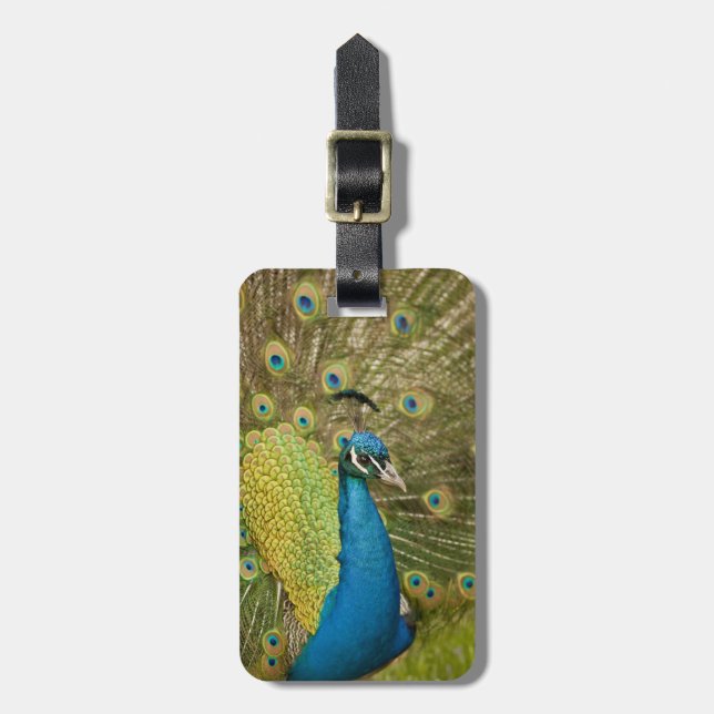 Peacock strutting luggage tag (Front Vertical)