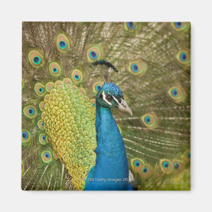 Peacock strutting magnet