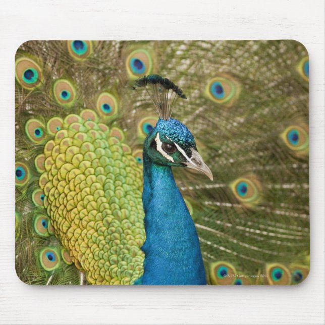 Peacock strutting mouse mat (Front)