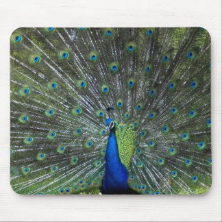 Peacock Strutting Mouse Mat