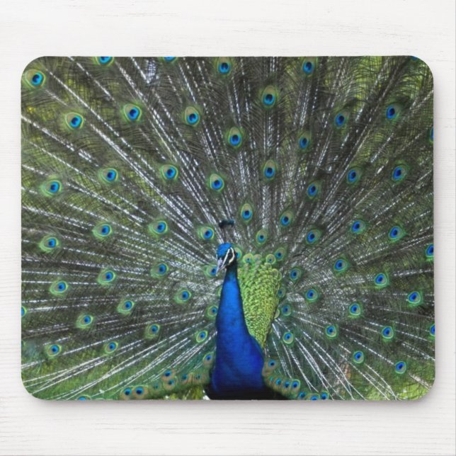 Peacock Strutting Mouse Mat (Front)