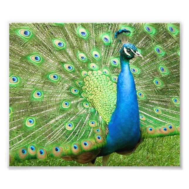 Peacock Strutting Photo Print (Front)