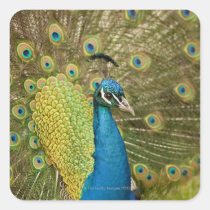 Peacock strutting square sticker