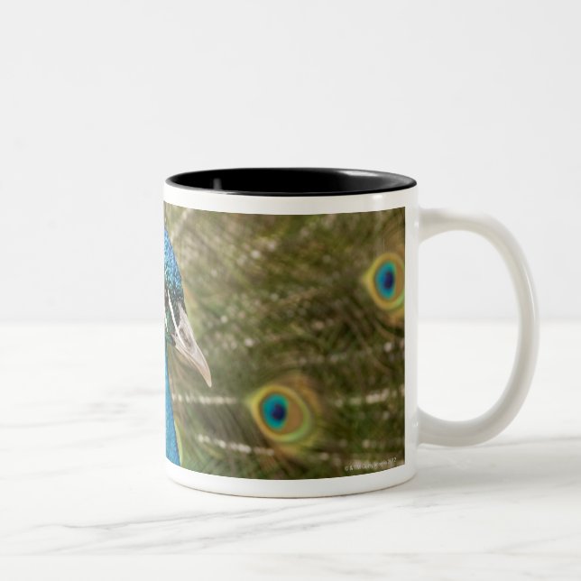 Peacock strutting Two-Tone coffee mug (Right)