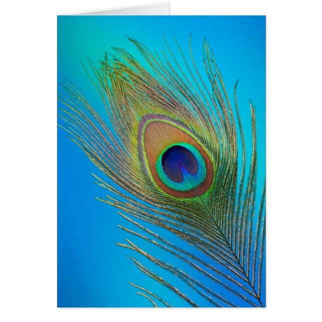 Peacock Tail Feather (Front)