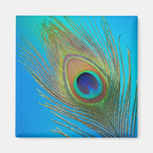 Peacock Tail Feather Magnet