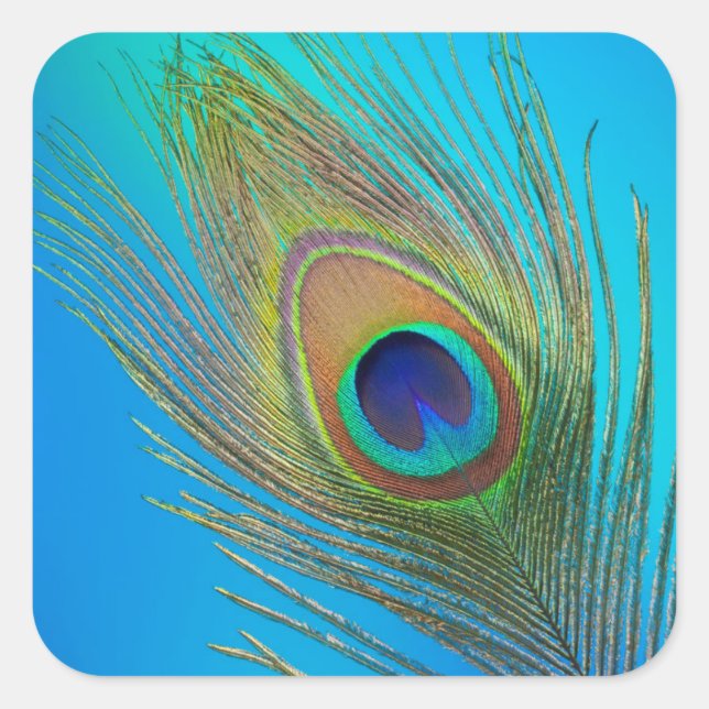 Peacock Tail Feather Square Sticker (Front)