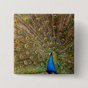 Peacock Tail Feathers 15 Cm Square Badge