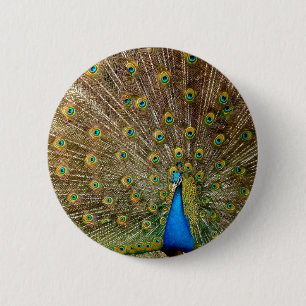 Peacock Tail Feathers 6 Cm Round Badge