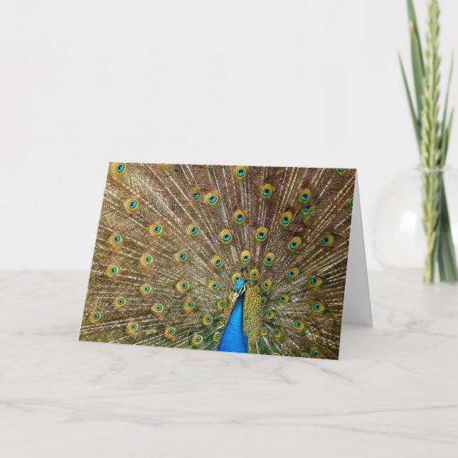 Peacock Tail Feathers Card (Front)