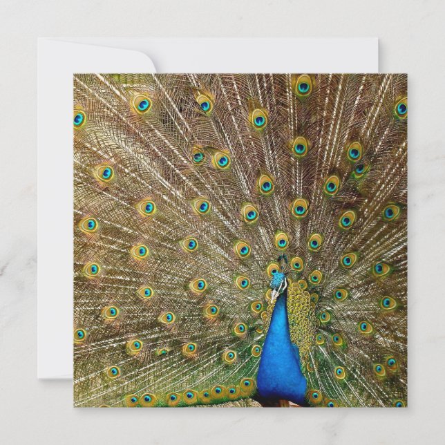 Peacock Tail Feathers Card (Front)
