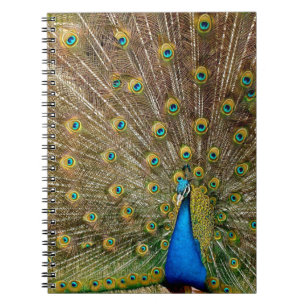 Peacock Tail Feathers Notebook