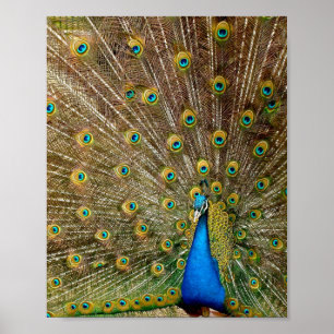 Peacock Tail Feathers Poster